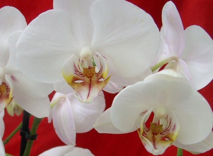SPA – программа «Белая орхидея»